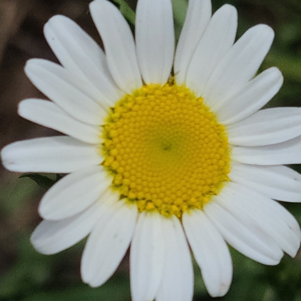 Meet your Posher, DaisyDays45.